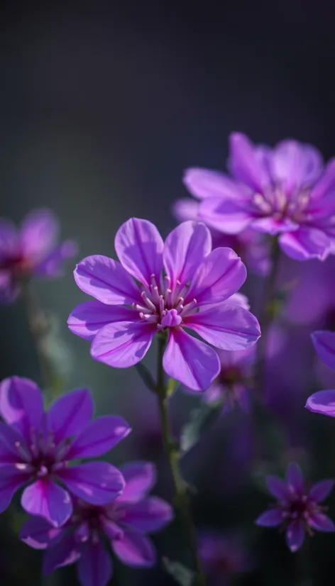 background flower purple