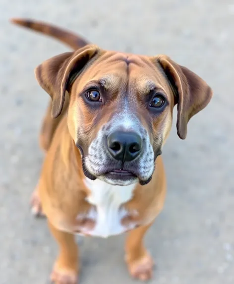 plott hound mix