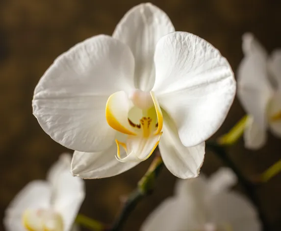 white orchid flower