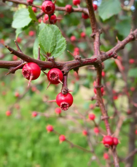 hawthorn tree thorns