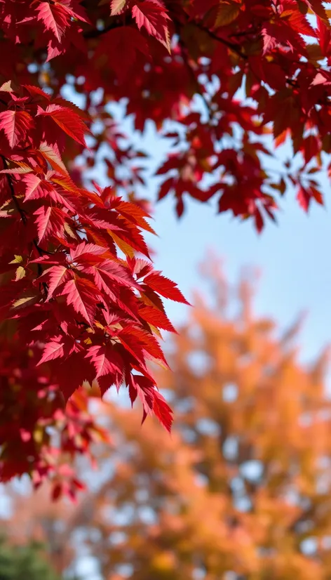 cherry leaf tree