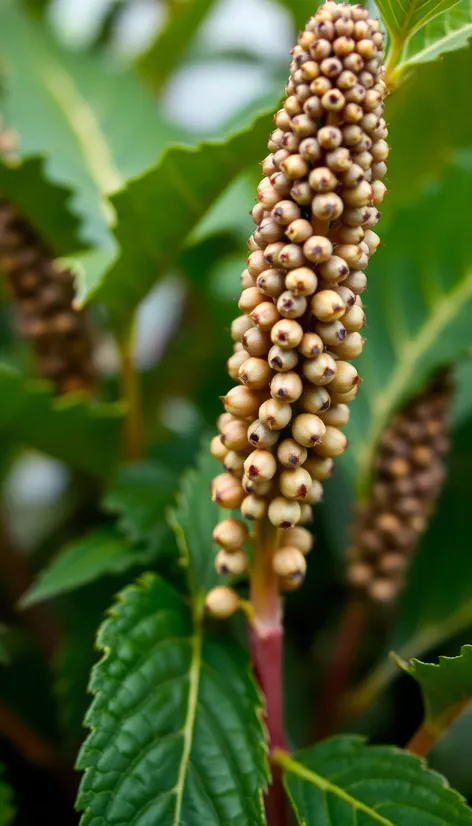 chia seed plant