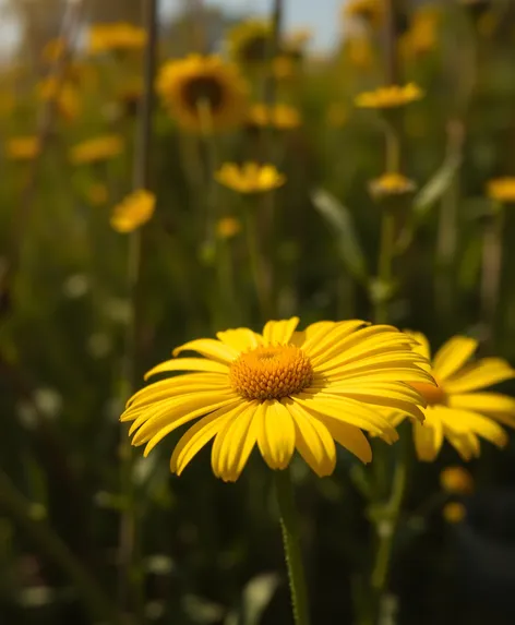 yellow daisy