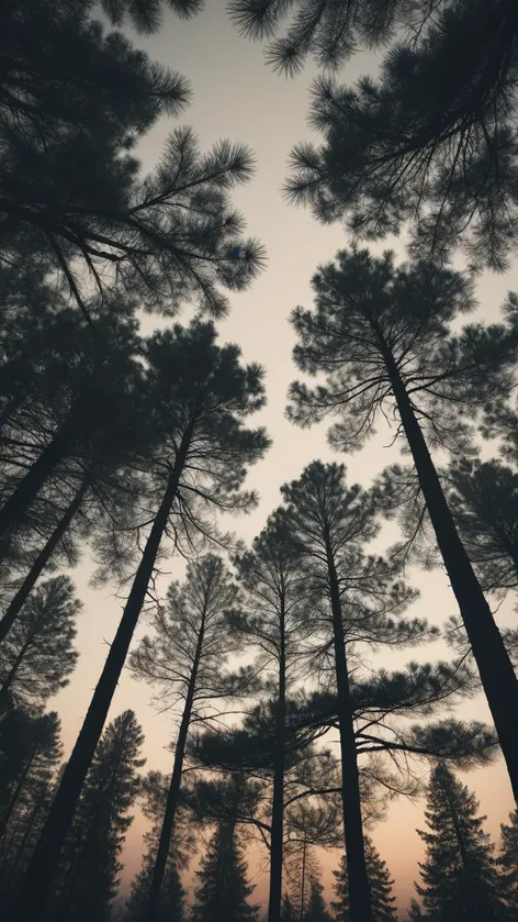 pine tree silhouette