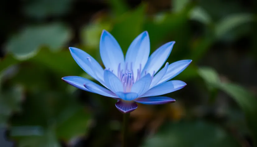 blue lily flower