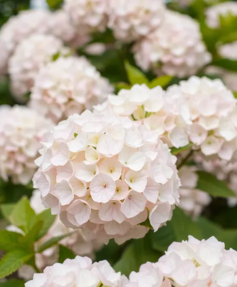 white hydrangea bush