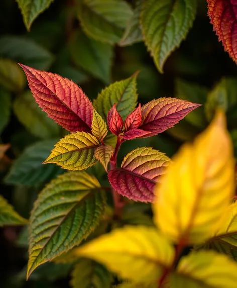 planta de ruda