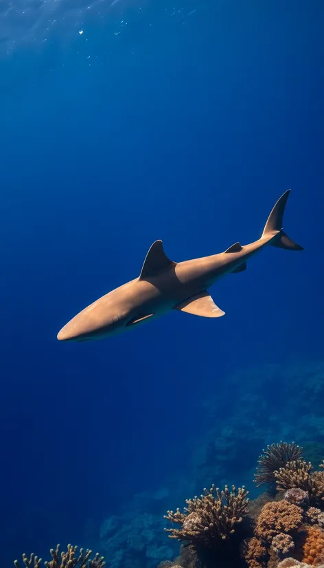 bronze whaler shark