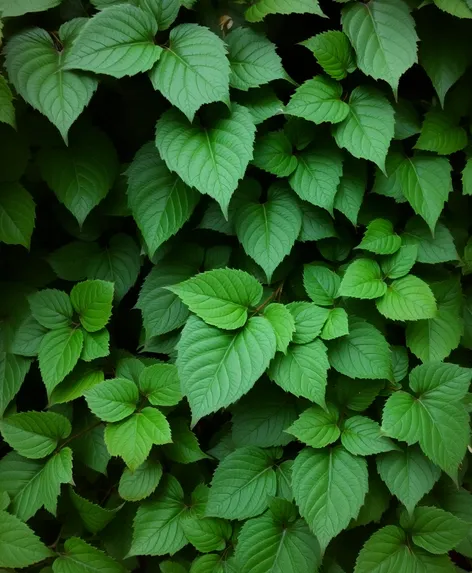 realistic poison ivy