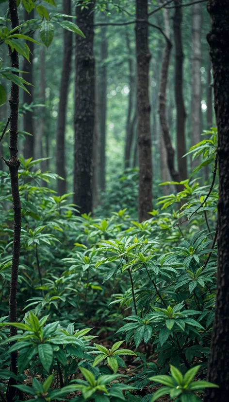 green leaves