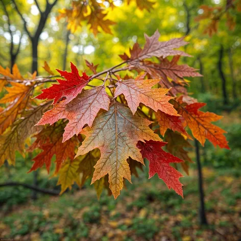 oak leaves