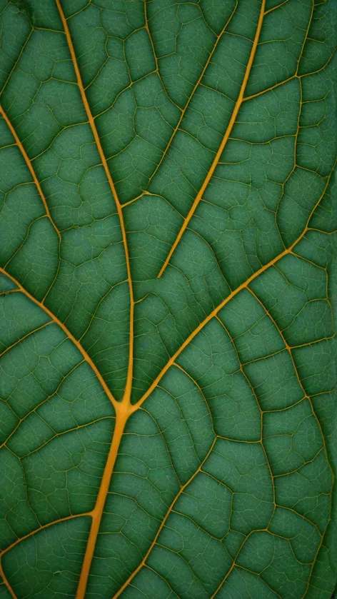 pinnately compound leaf