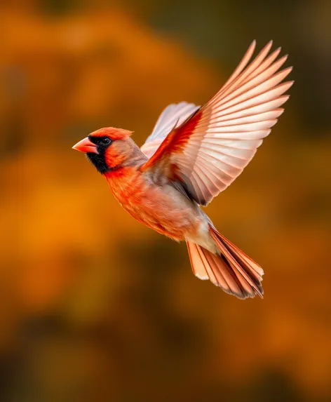 cardinal in flight