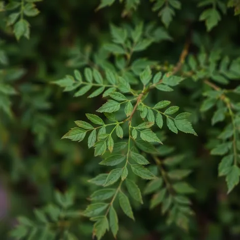 hoja de laurel