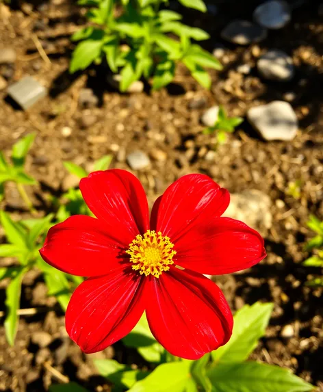 red flower with yellow