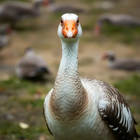 goose front view