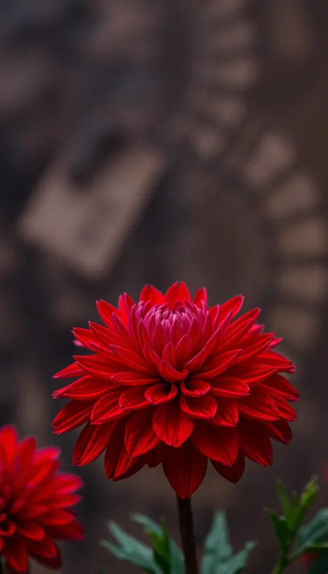 red chrysanthemum