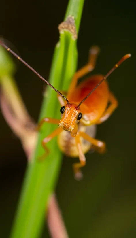 earwig images