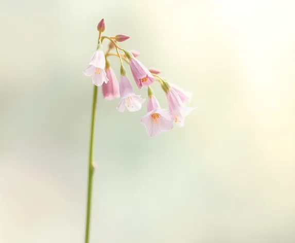 canterbury bells plant