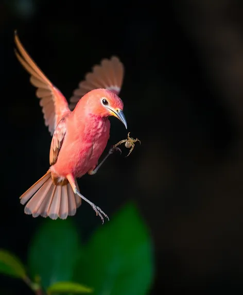 brazilian salmon pink bird