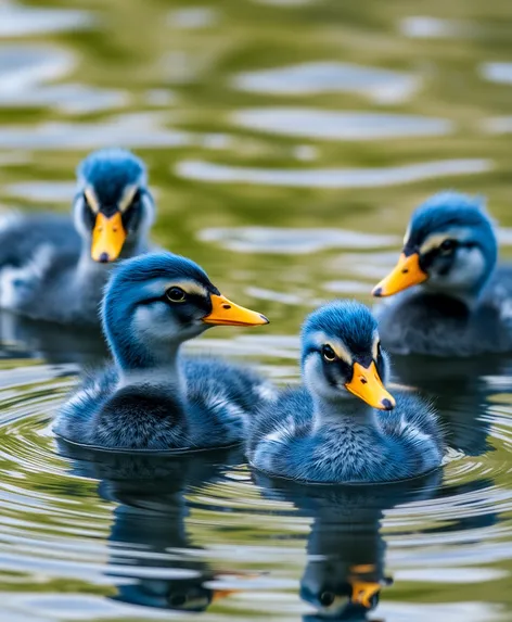 blue swedish ducklings