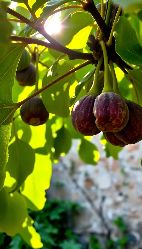 fig fruit tree