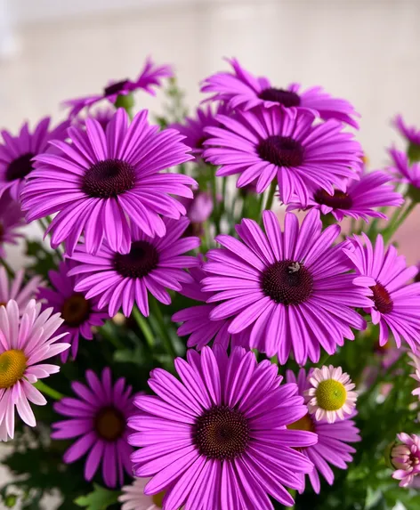 purple daisies