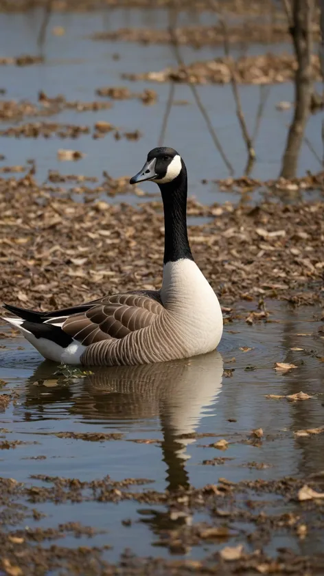 goose pictures