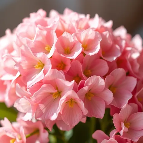 hortensias