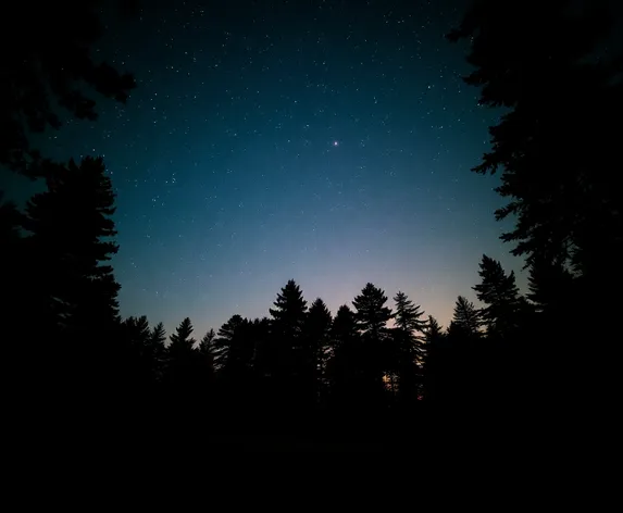 looking up at trees