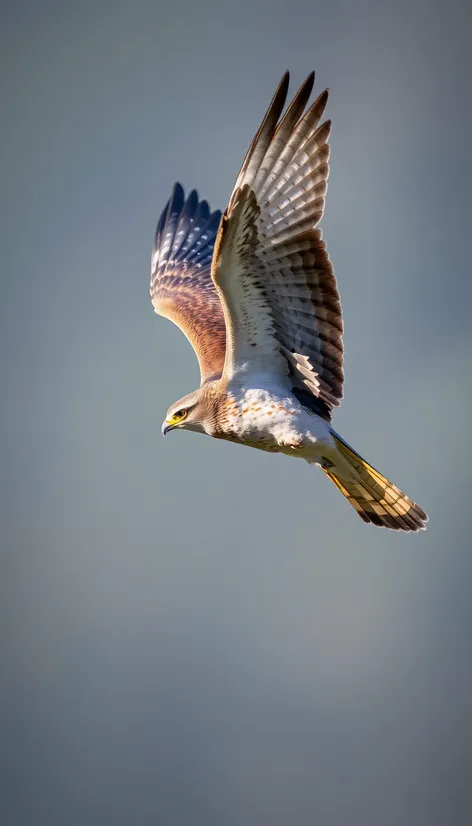 cooper's hawk photos