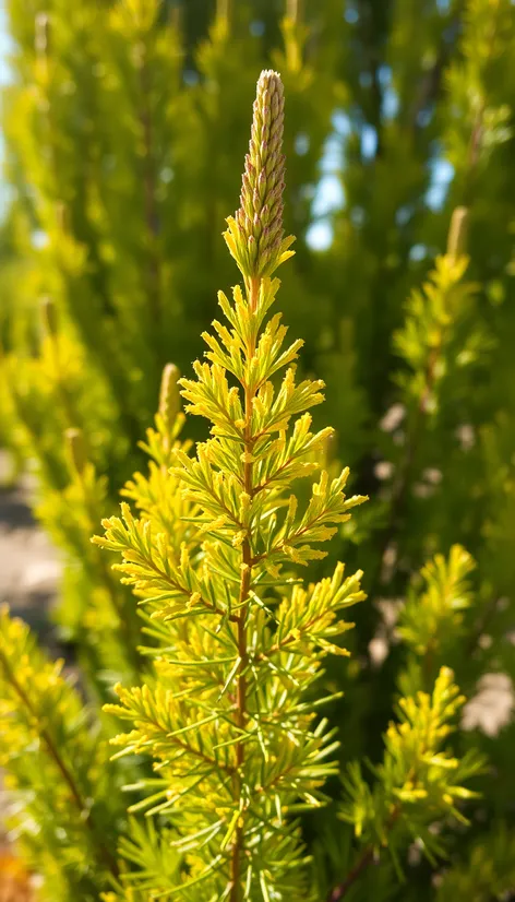 lemon cypress plant