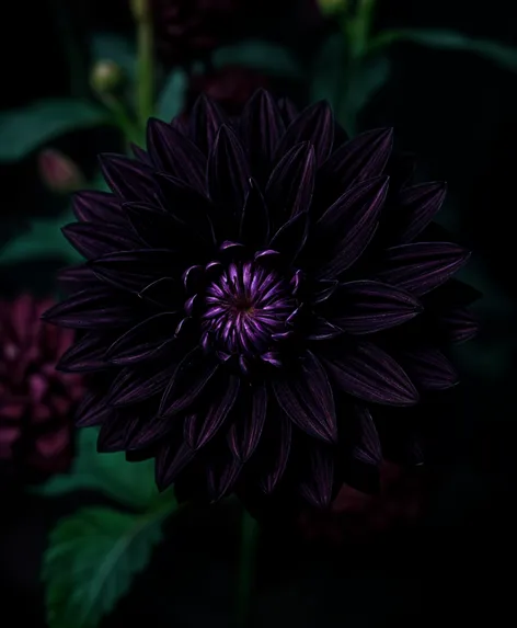 black dahlia flower