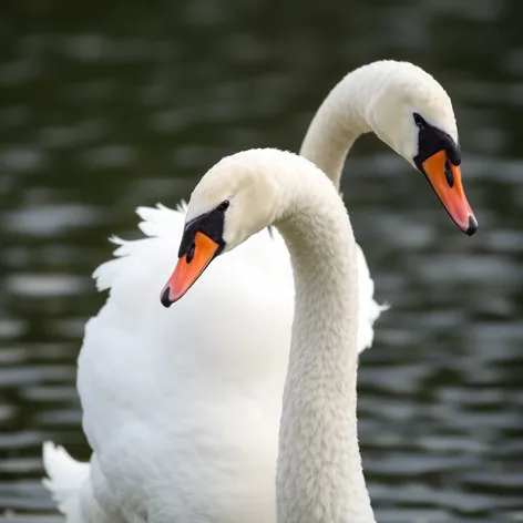 male swan