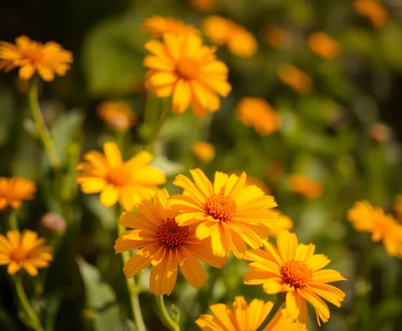 flower yellow orange