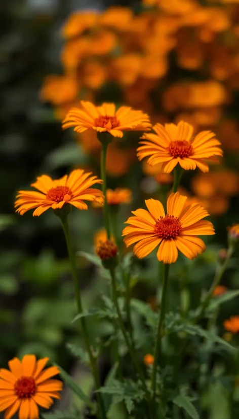 orange flowers