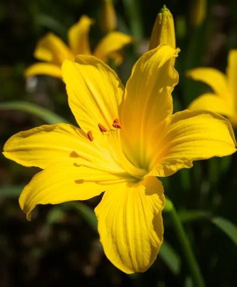 yellow daylily