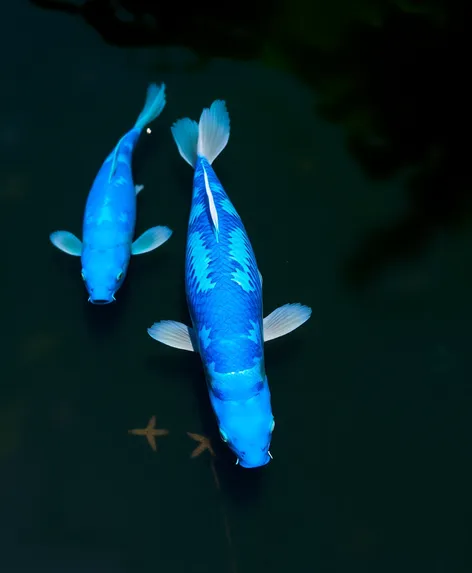 blue koi fish