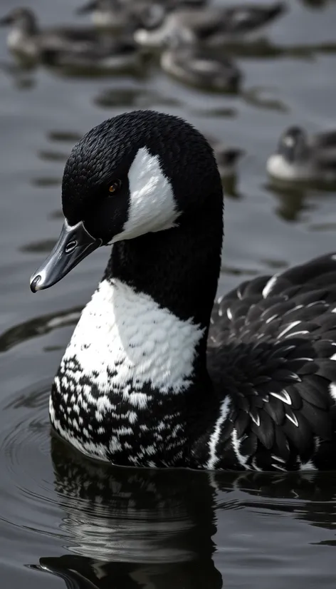 black and white duck