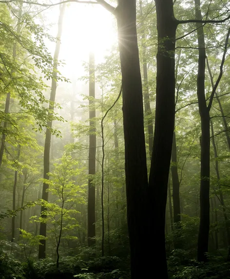 tight cluster of trees