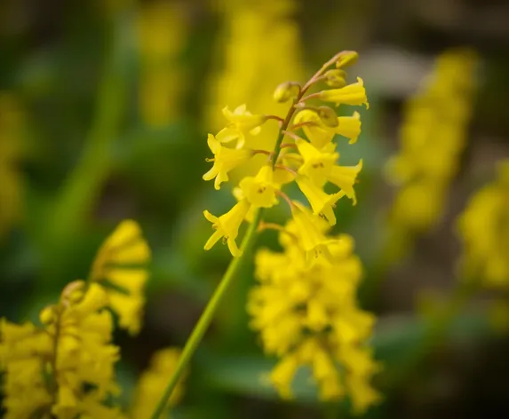 yellow corydalis