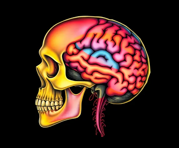 skull and brain template