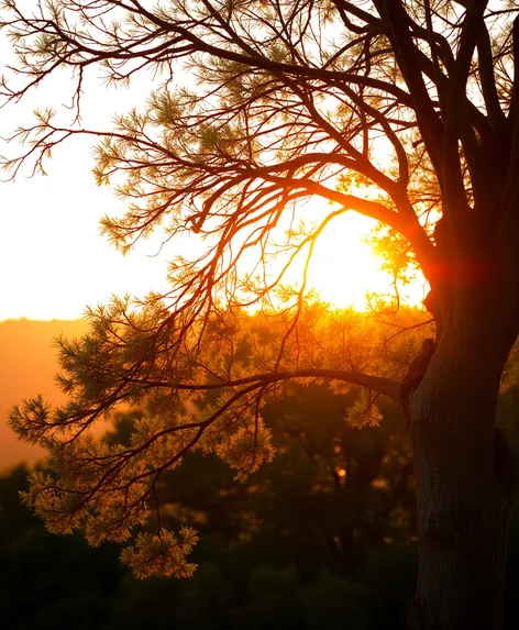 sandalwood tree