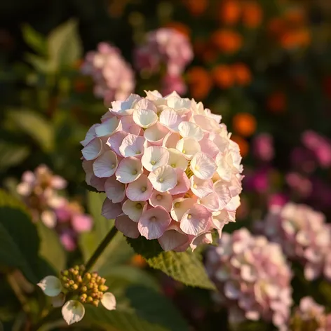 lace cap hydrangea