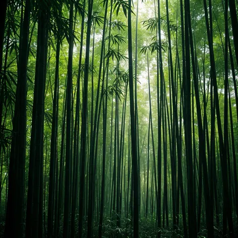 bamboo forest