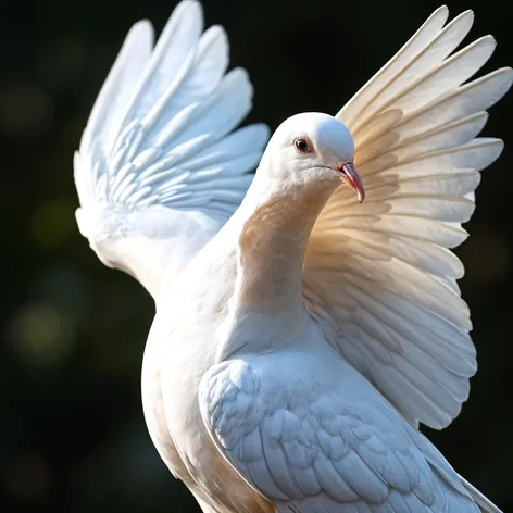 white dove