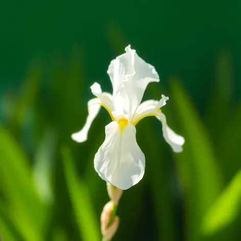 white iris plant