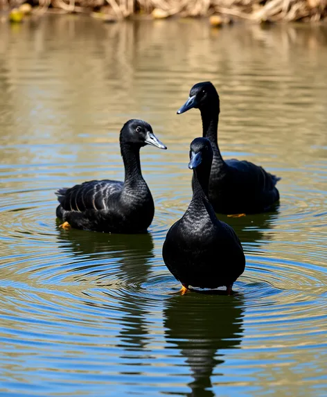 black runner ducks