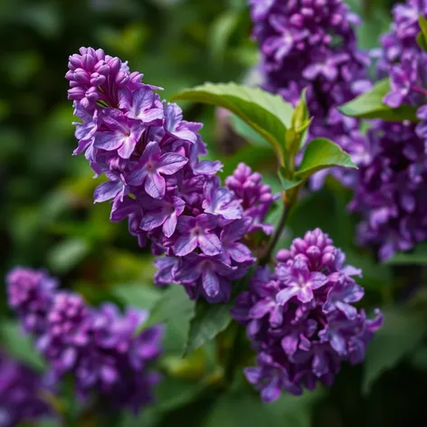 persian lilac