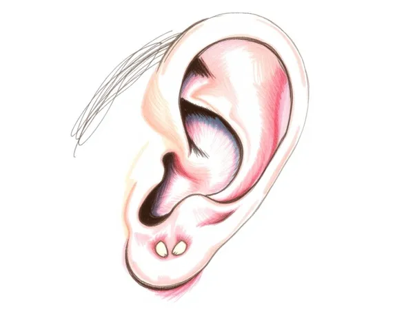 ear sketch